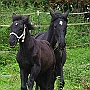 Spanish Norman Horse 1 (48)